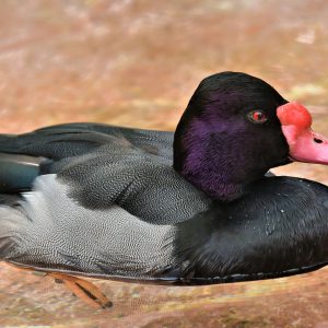 Male Rosy-billed Pochard Duck at Busch Gardens in Tampa, Florida - Encircle Photos