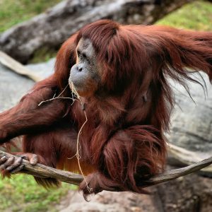 Orangutan out on a Limb at Busch Gardens in Tampa, Florida - Encircle Photos