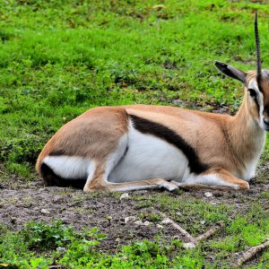 Thomson’s Gazelle at Busch Gardens in Tampa, Florida - Encircle Photos