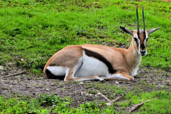 Thomson’s Gazelle at Busch Gardens in Tampa, Florida - Encircle Photos