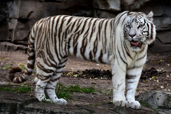 White Bengal Tiger Roaring at Busch Gardens in Tampa, Florida - Encircle Photos