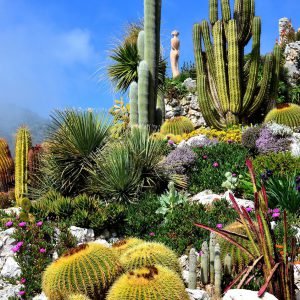 Jardin Exotique Garden Blooming Cacti and Succulents in Éze, France - Encircle Photos