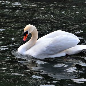Mute Swan Swimming in Ill River in Strasbourg, France - Encircle Photos
