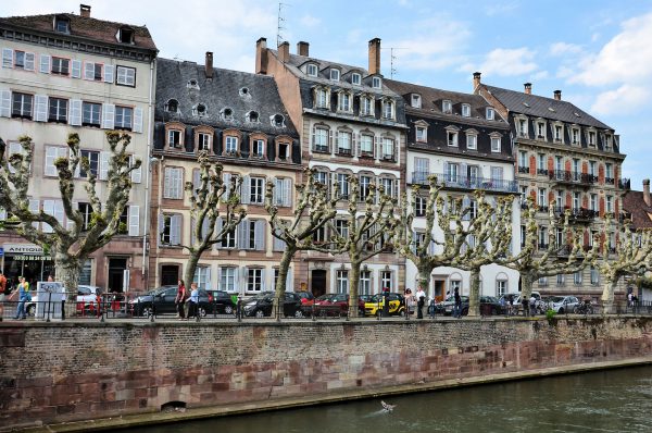 Pruned Sycamore Trees along Quai in Strasbourg, France - Encircle Photos