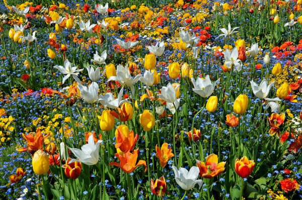 Tulips Along Kurhaus Promenade in Baden-Baden, Germany - Encircle Photos