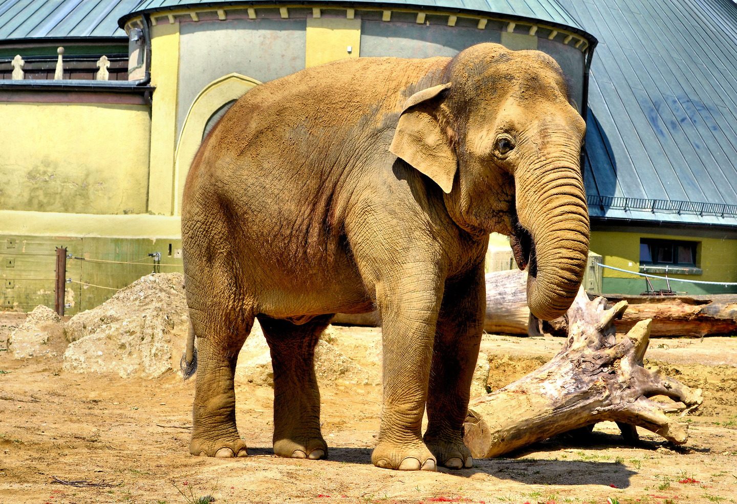 Dusty Female Asian Elephant Profile at Tierpark Hellabrunn Zoo in Munich, Germany - Encircle Photos
