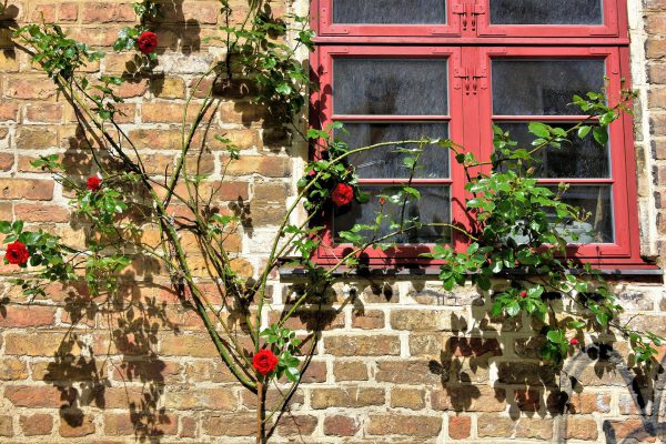 Wild Roses Growing on Window in Rostock, Germany - Encircle Photos