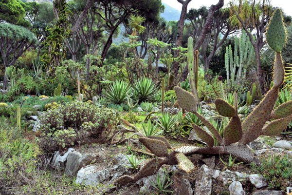 Succulents at The Alameda Gardens in Gibraltar - Encircle Photos
