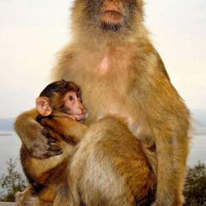 Mother Barbary Macaque Monkey Nursing Infant at Rock of Gibraltar, Gibraltar - Encircle Photos