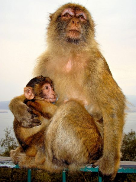 Mother Barbary Macaque Monkey Nursing Infant at Rock of Gibraltar, Gibraltar - Encircle Photos
