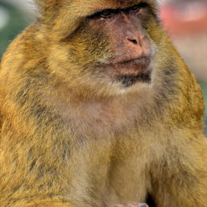 Barbary Macaque on Rock of Gibraltar in Gibraltar - Encircle Photos