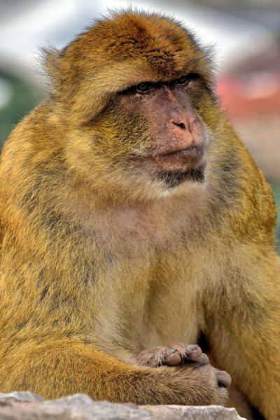 Barbary Macaque on Rock of Gibraltar in Gibraltar - Encircle Photos