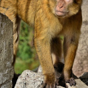 Barbary Macaque Management on Rock of Gibraltar in Gibraltar - Encircle Photos