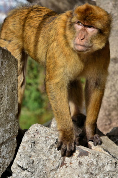 Barbary Macaque Management on Rock of Gibraltar in Gibraltar - Encircle Photos