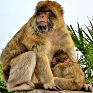 Barbary Macaques’ Social Life on Rock of Gibraltar in Gibraltar - Encircle Photos