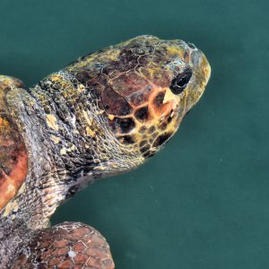 Close Up of Loggerhead Sea Turtle in Argostoli, Greece - Encircle Photos