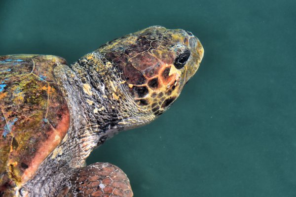 Close Up of Loggerhead Sea Turtle in Argostoli, Greece - Encircle Photos