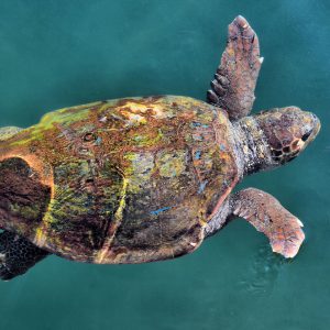 Swimming Loggerhead Sea Turtle in Argostoli, Greece - Encircle Photos