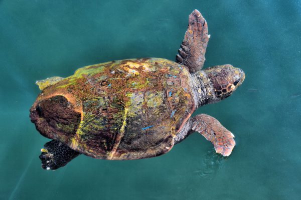 Swimming Loggerhead Sea Turtle in Argostoli, Greece - Encircle Photos