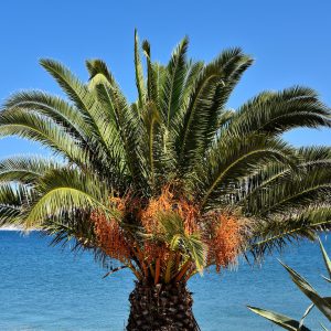 Palm Tree with Orange Fruit in Argostoli, Greece - Encircle Photos