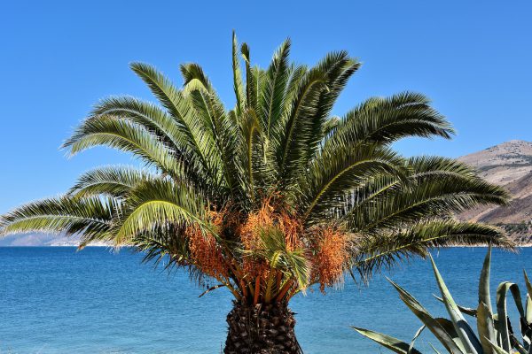Palm Tree with Orange Fruit in Argostoli, Greece - Encircle Photos