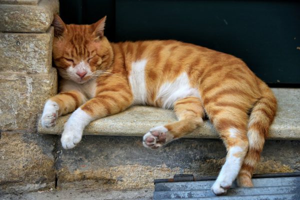 Cat Napping in Corfu, Greece - Encircle Photos