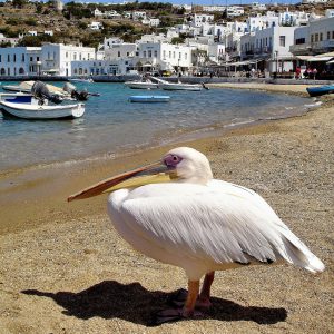 Petros the Pelican in Mykonos, Greece - Encircle Photos