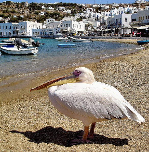 Petros the Pelican in Mykonos, Greece - Encircle Photos