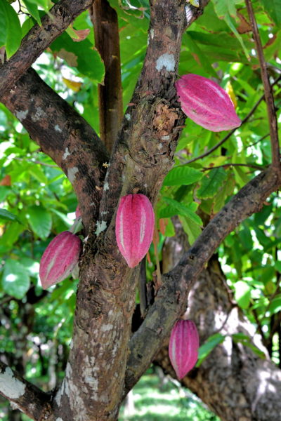 Pink Cacao Pods in Saint Andrew Parish, Grenada - Encircle Photos