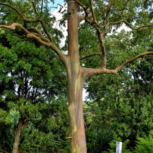 Rainbow Tree in Saint George Parish, Grenada - Encircle Photos