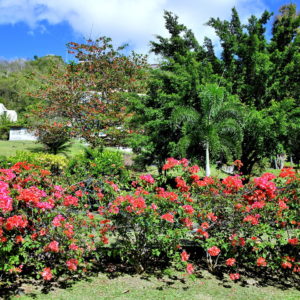 Botanical Gardens at Ministerial Complex in St. George’s, Grenada - Encircle Photos