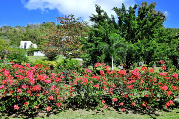 Botanical Gardens at Ministerial Complex in St. George’s, Grenada - Encircle Photos