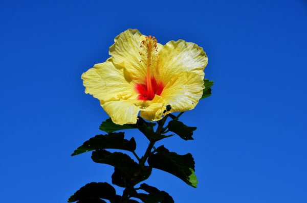 Yellow Hibiscus Flower in Hilo, Island of Hawaii, Hawaii - Encircle Photos