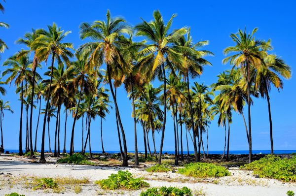 Row Palm Trees at Pu’uhonua Park near Hōnaunau, Island of Hawaii, Hawaii - Encircle Photos