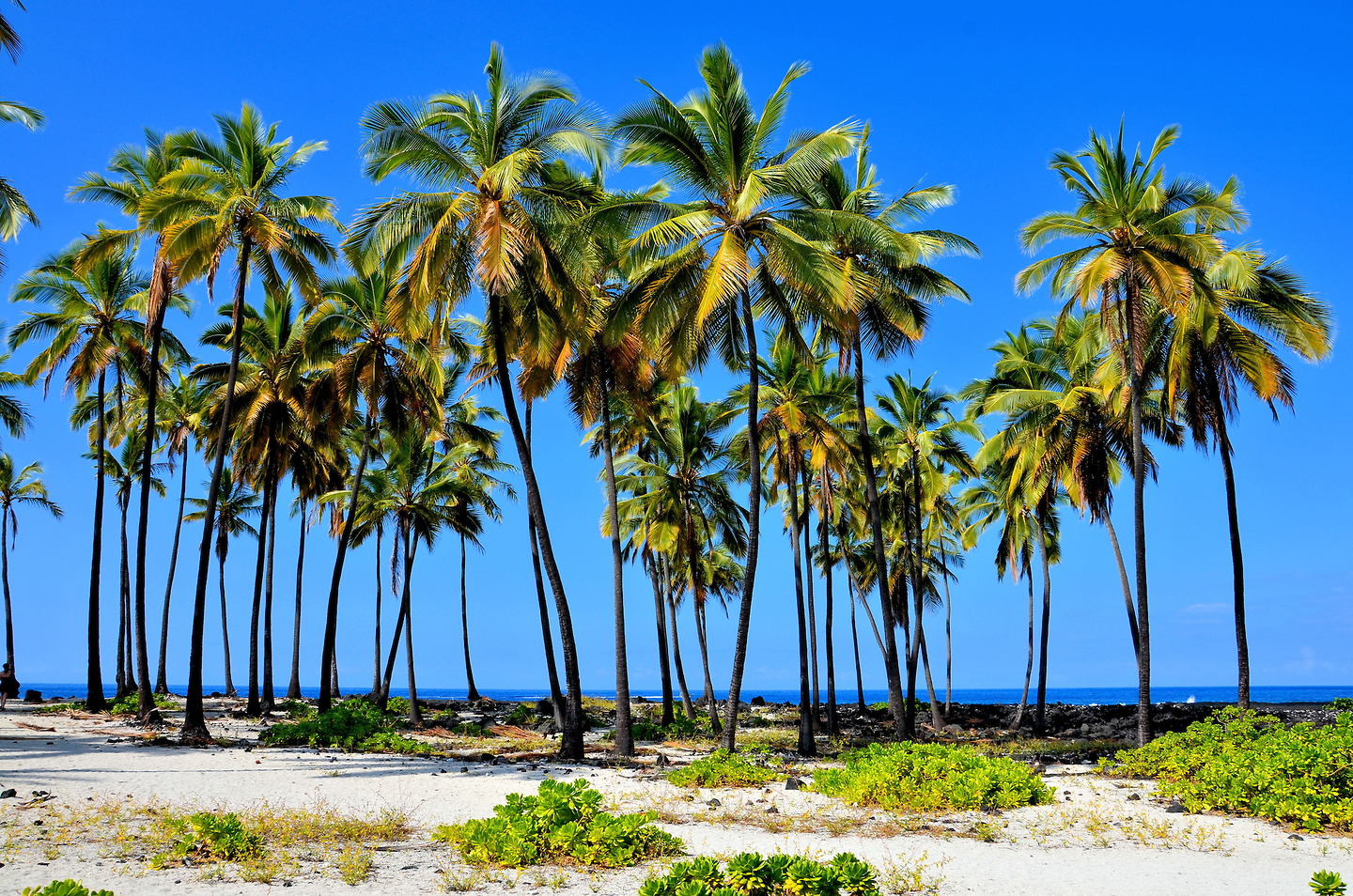 Row Palm Trees at Pu'uhonua Park near Hōnaunau, Island of Hawaii, Hawaii - Encircle Photos