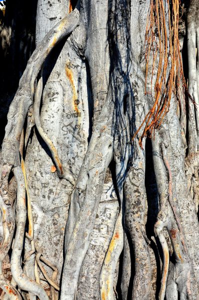 Lovers’ Initials Carved on Banyan Tree in Kailua-Kona, Island of Hawaii, Hawaii - Encircle Photos