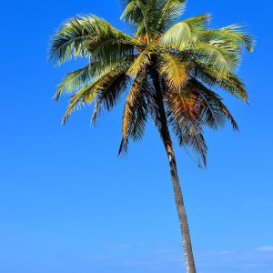 Single Palm Tree on Kona Coast, Island of Hawaii, Hawaii - Encircle Photos