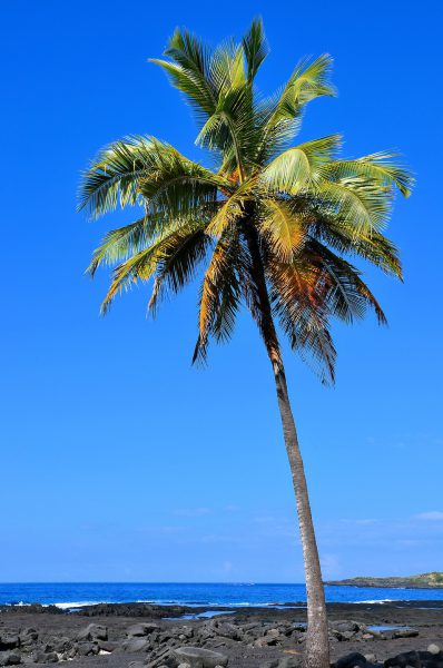 Single Palm Tree on Kona Coast, Island of Hawaii, Hawaii - Encircle Photos