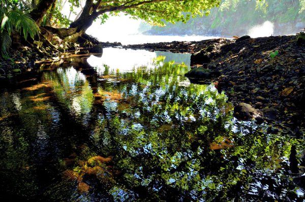 Backwater along Onomea Trail on Hāmākua Coast, Island of Hawaii, Hawaii - Encircle Photos