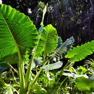 Taro Plants in Forest on Hāmākua Coast, Island of Hawaii, Hawaii - Encircle Photos