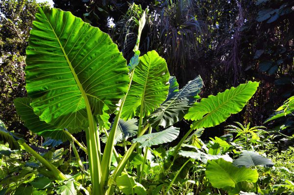 Taro Plants in Forest on Hāmākua Coast, Island of Hawaii, Hawaii - Encircle Photos