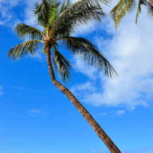 Crooked Palm Tree on Salt Pond Beach near Hanapepe on Kaua’i, Hawaii - Encircle Photos