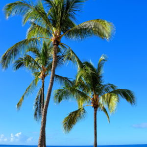 Palm Trees on Salt Pond Beach near Hanapepe on Kaua’i, Hawaii - Encircle Photos
