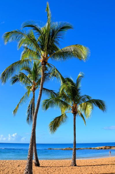 Palm Trees on Salt Pond Beach near Hanapepe on Kaua’i, Hawaii - Encircle Photos