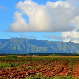 Fallow Farm Field near Lihue on Kaua’i, Hawaii - Encircle Photos