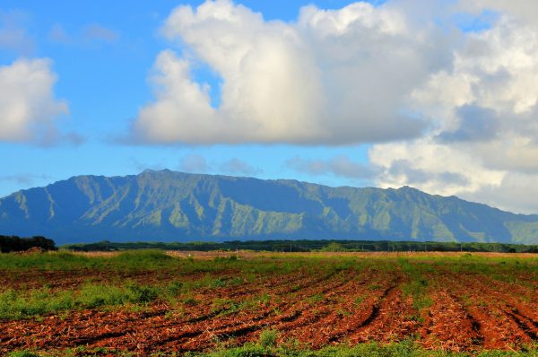 Fallow Farm Field near Lihue on Kaua’i, Hawaii - Encircle Photos