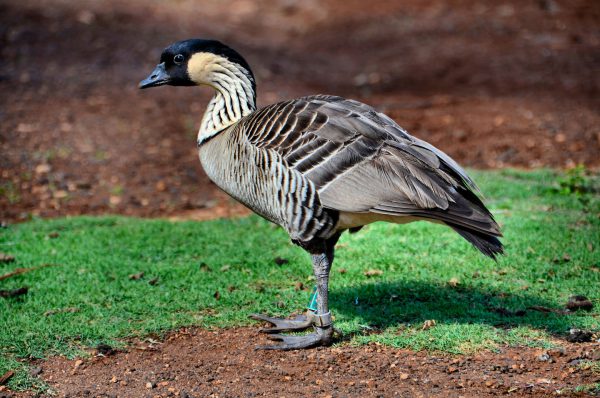 Nēnē Hawaiian Goose near Kīlauea on Kaua’i, Hawaii - Encircle Photos