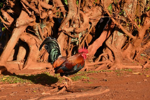 Strutting Wild Red Junglefowl in Po’ipū on Kaua’i, Hawaii - Encircle Photos