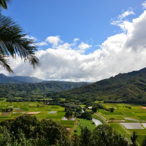 Hanalei National Wildlife Refuge near Princeville on Kaua’i, Hawaii - Encircle Photos