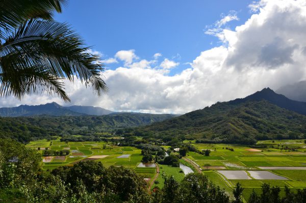 Hanalei National Wildlife Refuge near Princeville on Kaua’i, Hawaii - Encircle Photos